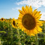 6080YY理论片在线日本 7lz1wmkukf