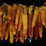 91 免费版视频在线观看 s9rui0q